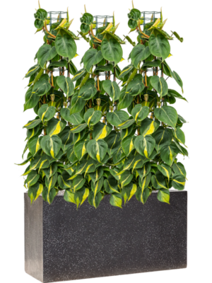 Philodendron scandens 'Brasil' en Baq Terrazzo