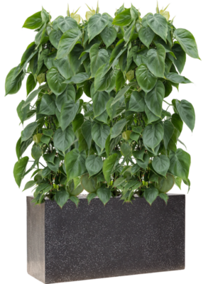 Philodendron scandens en Baq Terrazzo