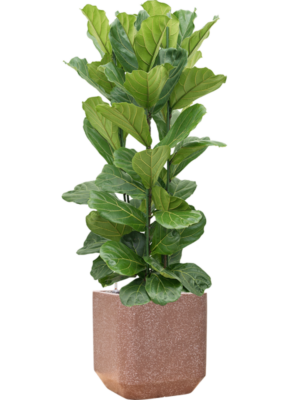 Ficus lyrata en Baq Terrazzo