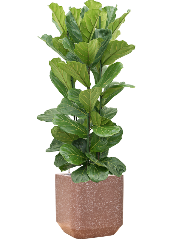 Ficus lyrata en Baq Terrazzo