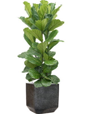 Ficus lyrata en Baq Terrazzo