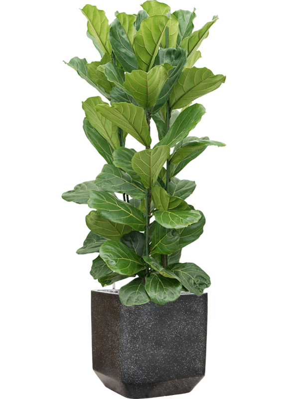 Ficus lyrata en Baq Terrazzo