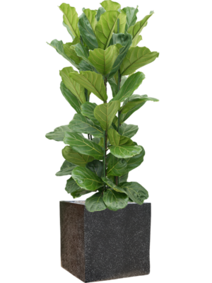 Ficus lyrata en Baq Terrazzo