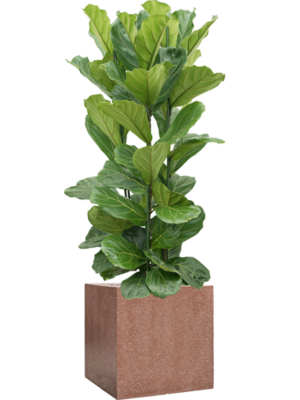 Ficus lyrata en Baq Terrazzo