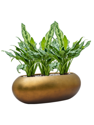Aglaonema 'Miss Julliette' en Baq Metallic Silver leaf