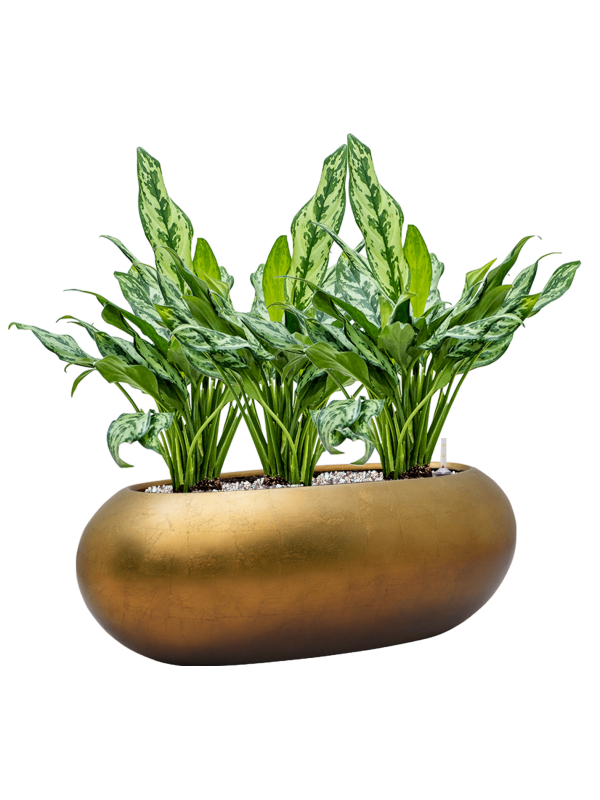 Aglaonema 'Miss Julliette' en Baq Metallic Silver leaf