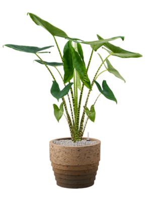 Alocasia zebrina en Cinnamon