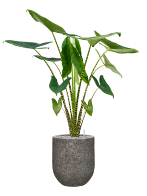 Alocasia zebrina en Baq Naturescast