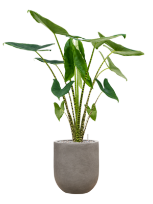 Alocasia zebrina en Baq Nucast
