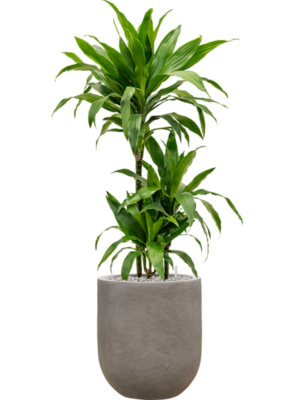 Dracaena fragrans 'Janet Craig' en Baq Nucast