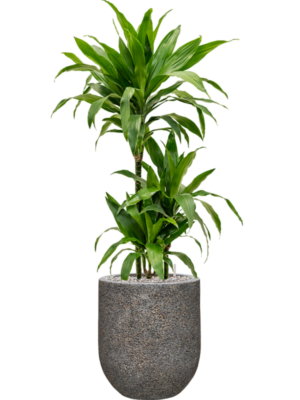Dracaena fragrans 'Janet Craig' en Baq Naturescast