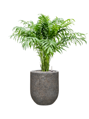 Chamaedorea elegans en Baq Naturescast