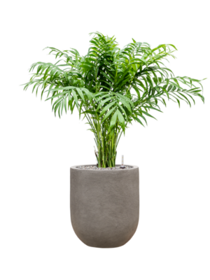 Chamaedorea elegans en Baq Nucast