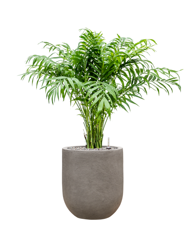 Chamaedorea elegans en Baq Nucast
