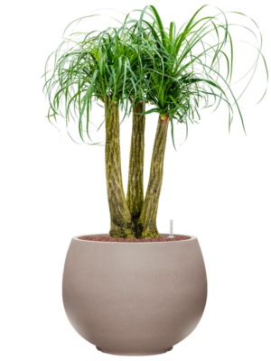 Beaucarnea recurvata en Rotunda Urban