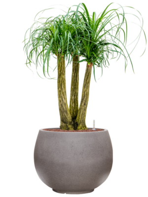 Beaucarnea recurvata en Rotunda Urban