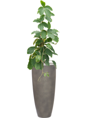 Tetrastigma voinierianum en Baq Nucast