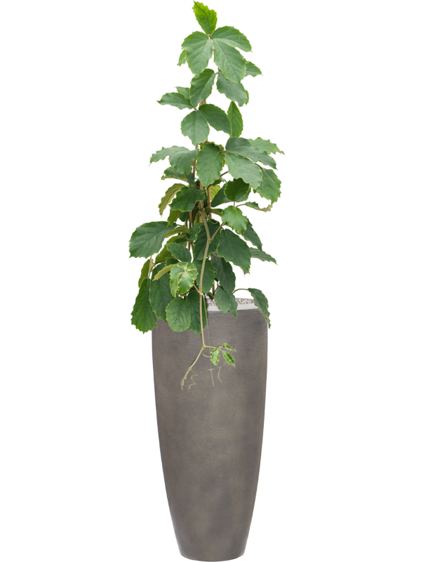 Tetrastigma voinierianum en Baq Nucast