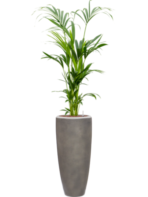 Kentia (Howea) forsteriana en Baq Nucast