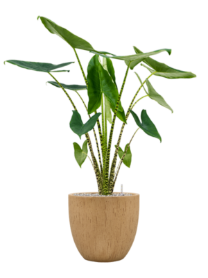 Alocasia zebrina en Baq Raindrop