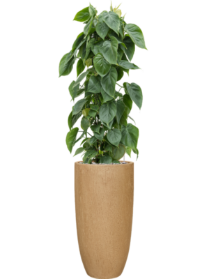 Philodendron scandens en Baq Raindrop