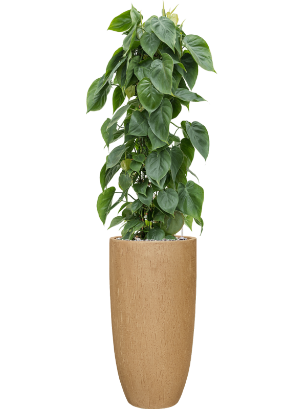 Philodendron scandens en Baq Raindrop