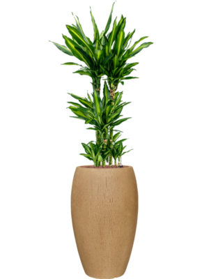 Dracaena fragrans 'Cintho en Baq Raindrop