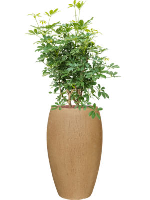 Schefflera arboricola 'Compacta' en Baq Raindrop
