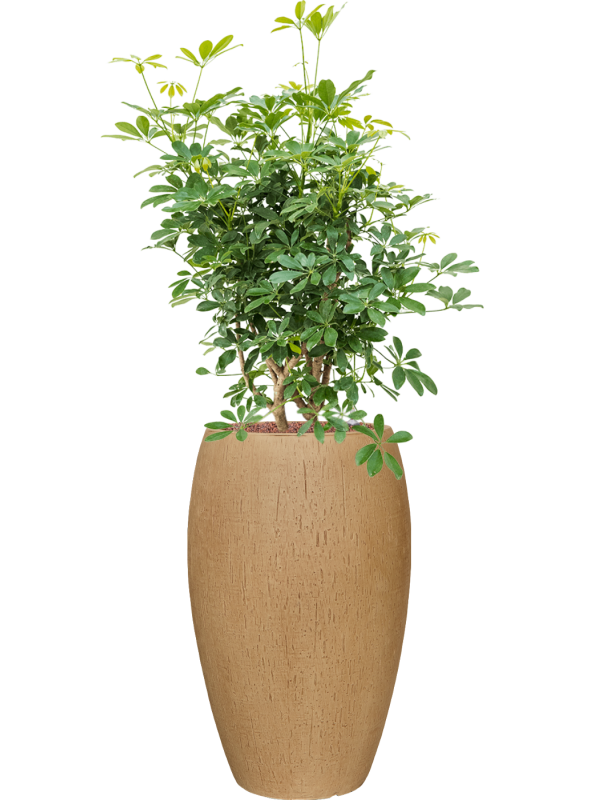 Schefflera arboricola 'Compacta' en Baq Raindrop