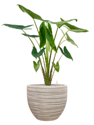 Alocasia zebrina en Baq Tornado