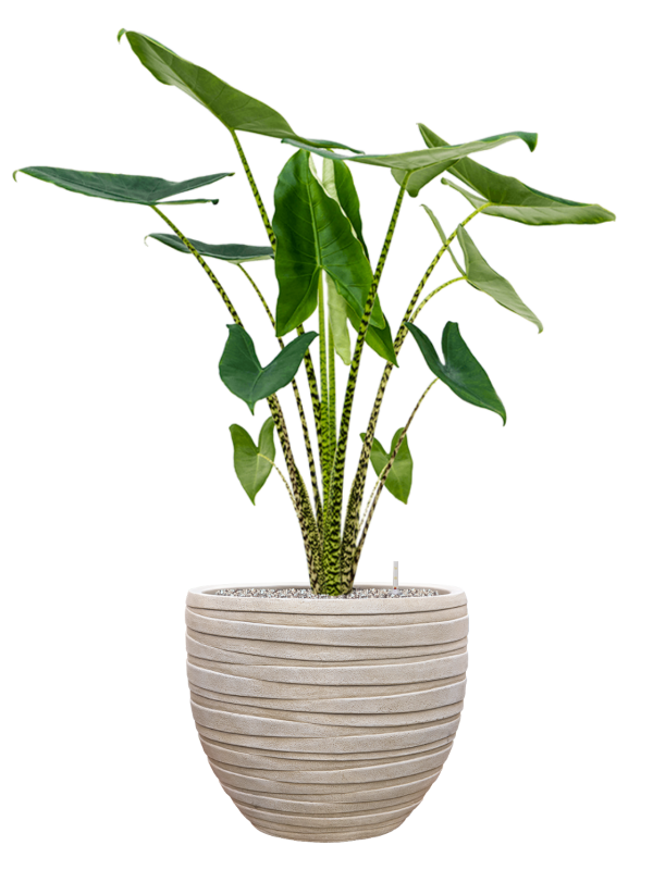 Alocasia zebrina en Baq Tornado