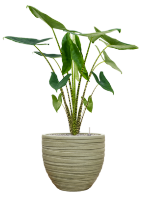Alocasia zebrina en Baq Tornado