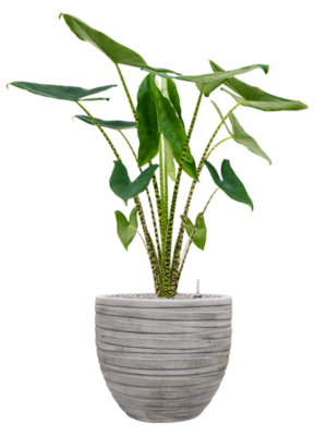 Alocasia zebrina en Baq Tornado