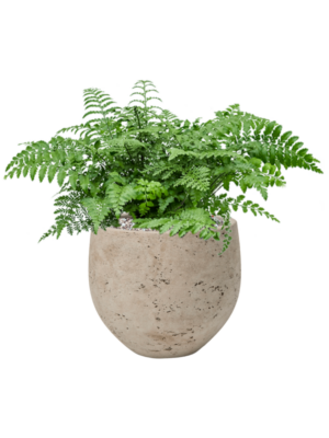 Asplenium dimorphum 'Parvati' en Rough