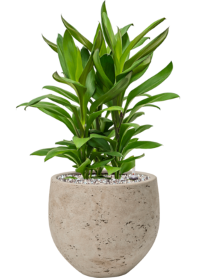 Cordyline fruticosa' Glauca' en Rough