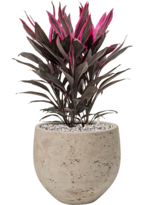 Cordyline fruticosa 'Tango' en Rough