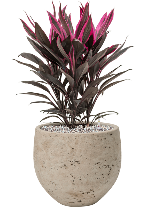 Cordyline fruticosa 'Tango' en Rough, Pottery Pots