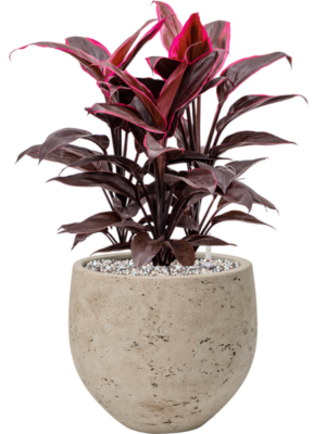 Cordyline fruticosa 'Mambo' en Rough