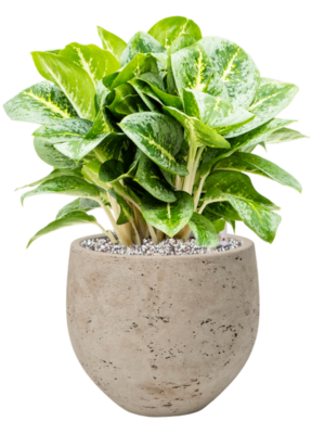Aglaonema 'Lemon Mint' en Rough