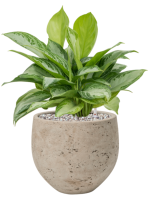 Aglaonema 'Silver Bay' en Rough