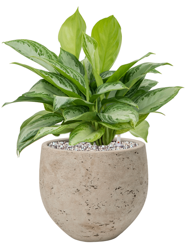 Aglaonema 'Silver Bay' en Rough, Pottery Pots