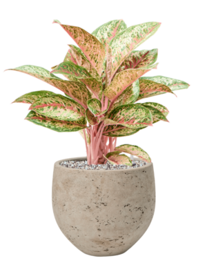 Aglaonema 'Painted Celebration' en Rough