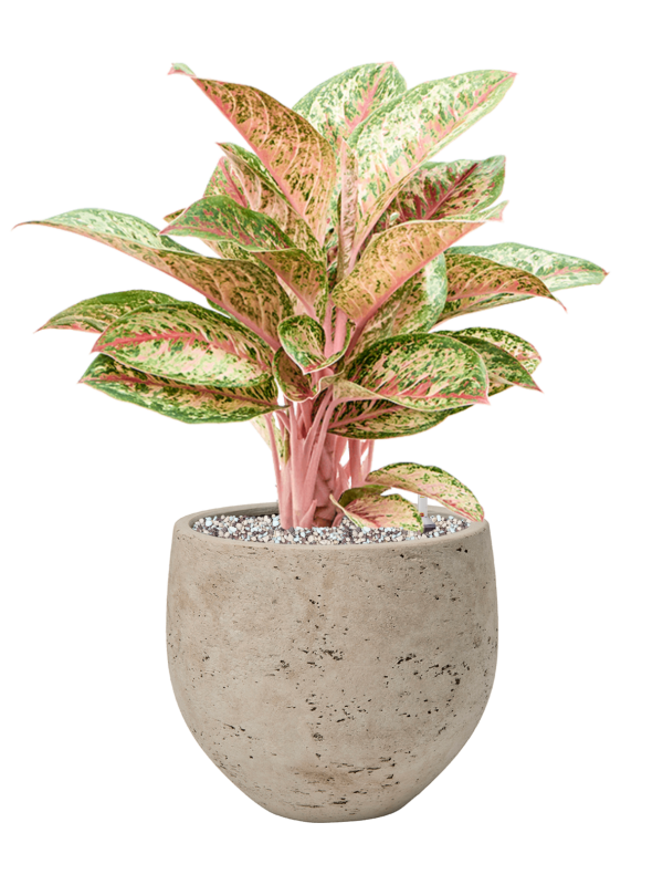 Aglaonema 'Painted Celebration' en Rough, Pottery Pots
