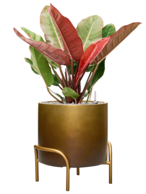 Philodendron 'Prince of Orange' en Baq Gradient Elevated