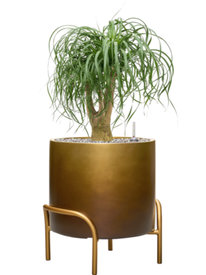 Beaucarnea recurvata en Baq Gradient Elevated