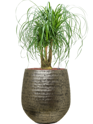 Beaucarnea recurvata en Baq Opus Hammered