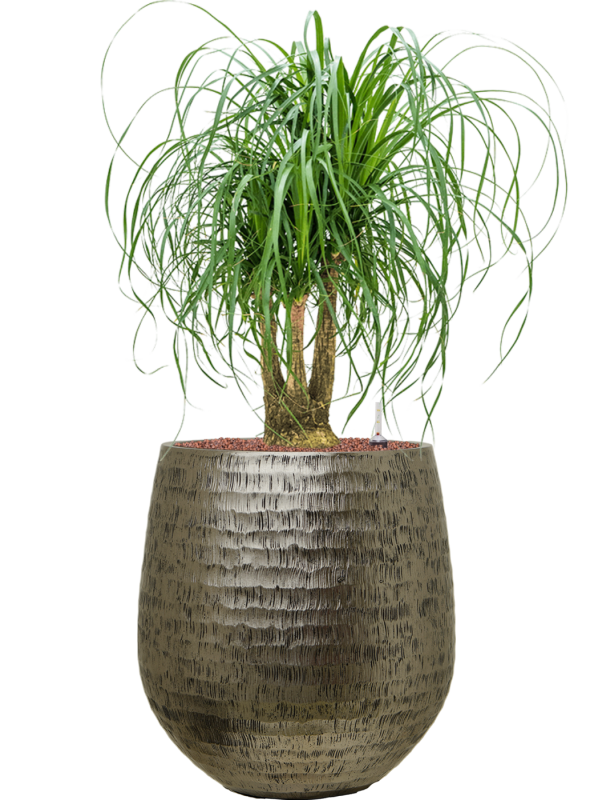 Beaucarnea recurvata en Baq Opus Hammered