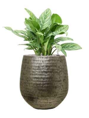 Aglaonema 'Stripes' en Baq Opus Hammered