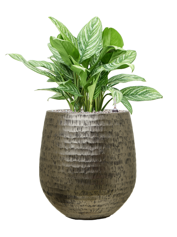 Aglaonema 'Stripes' en Baq Opus Hammered