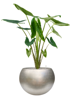 Alocasia zebrina en Baq Metallic Silver leaf
